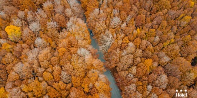 foliage-2021-1500×750